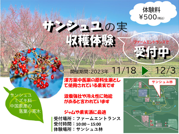 「サンシュユの実」摘み取り体験 開催中