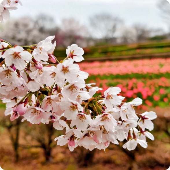 桜