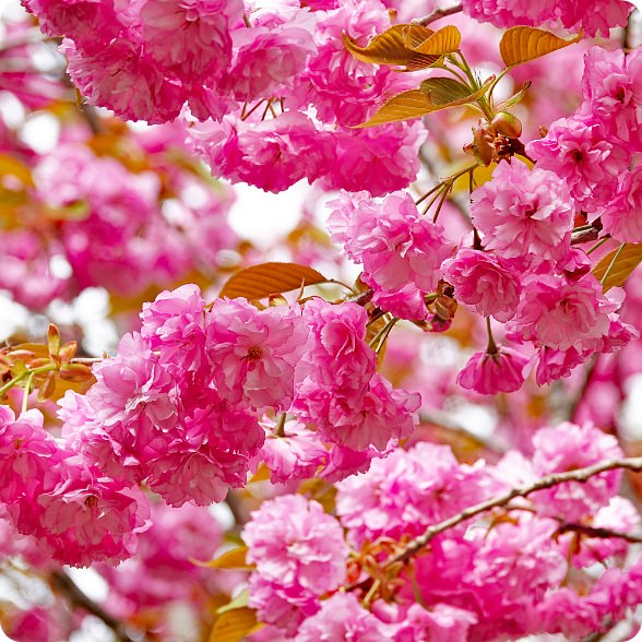 八重桜