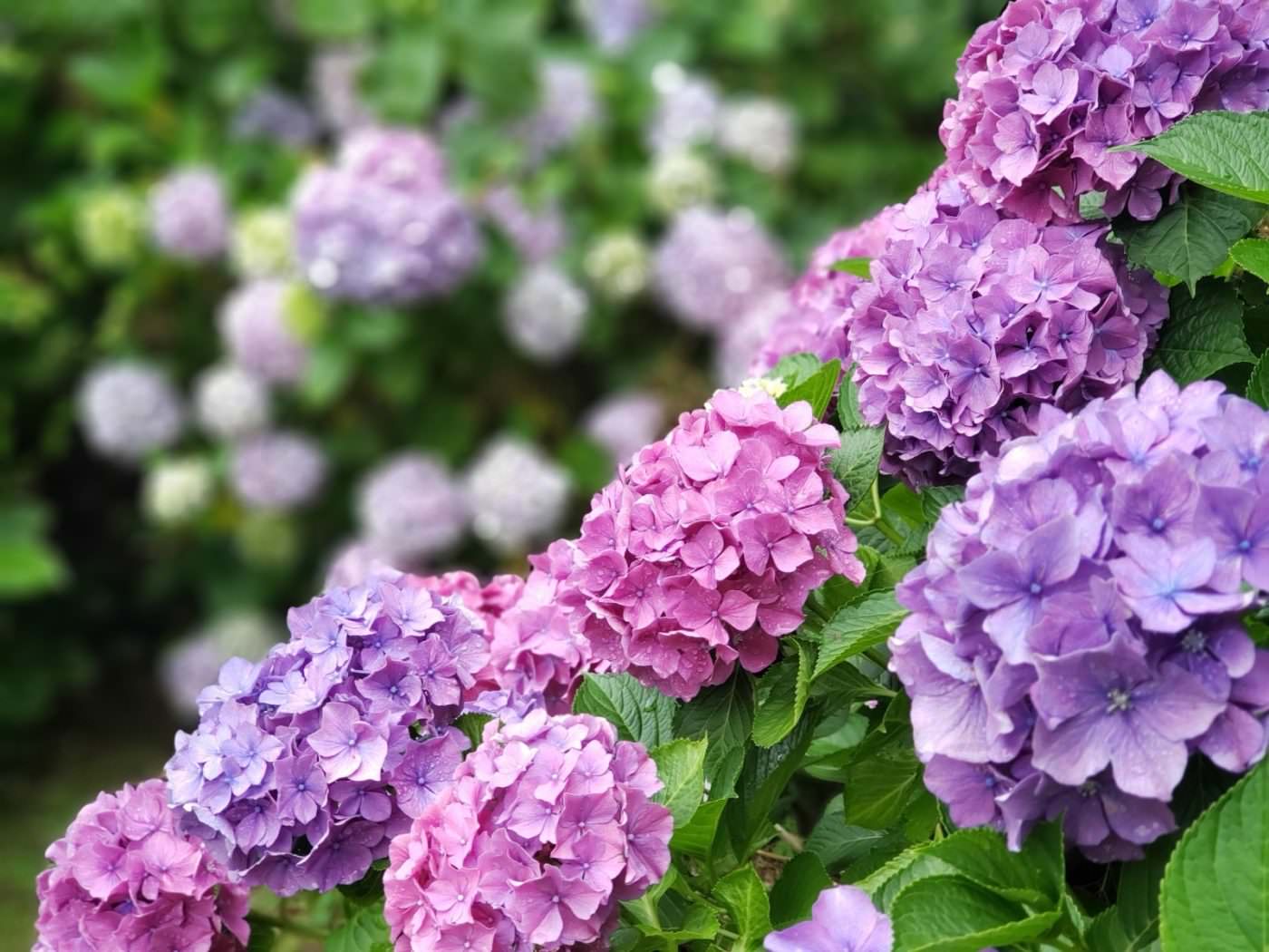 紫陽花