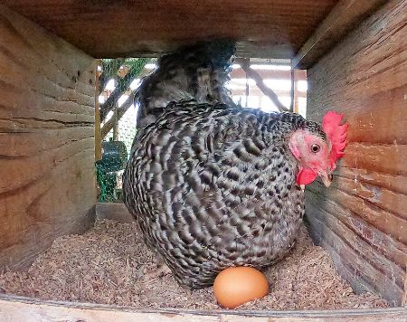 放し飼いに適した日本原産品種
