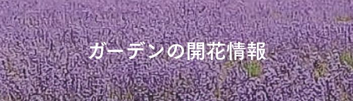 ガーデンの開花情報