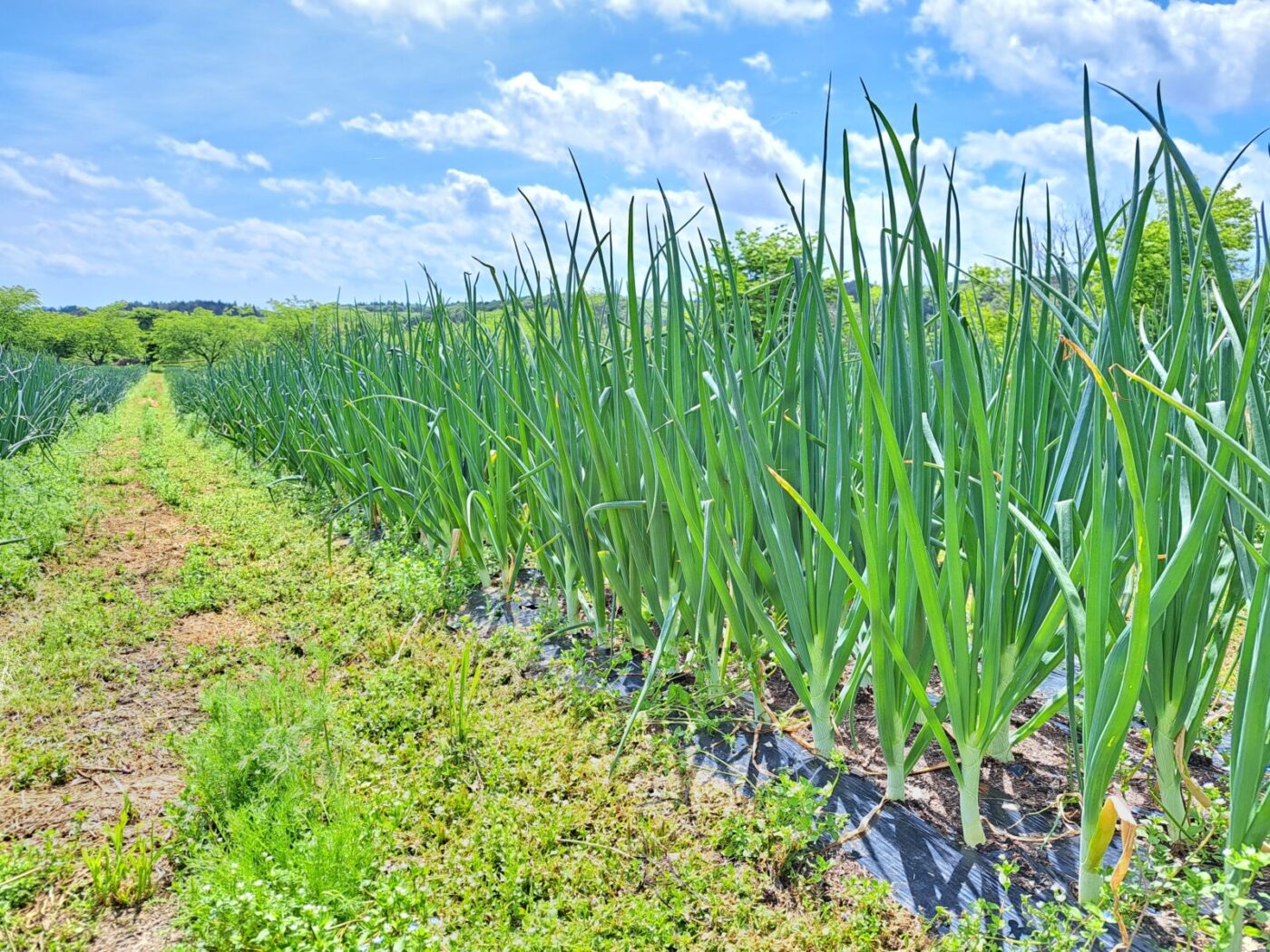 「野菜畑（玉ねぎ畑）」の風景