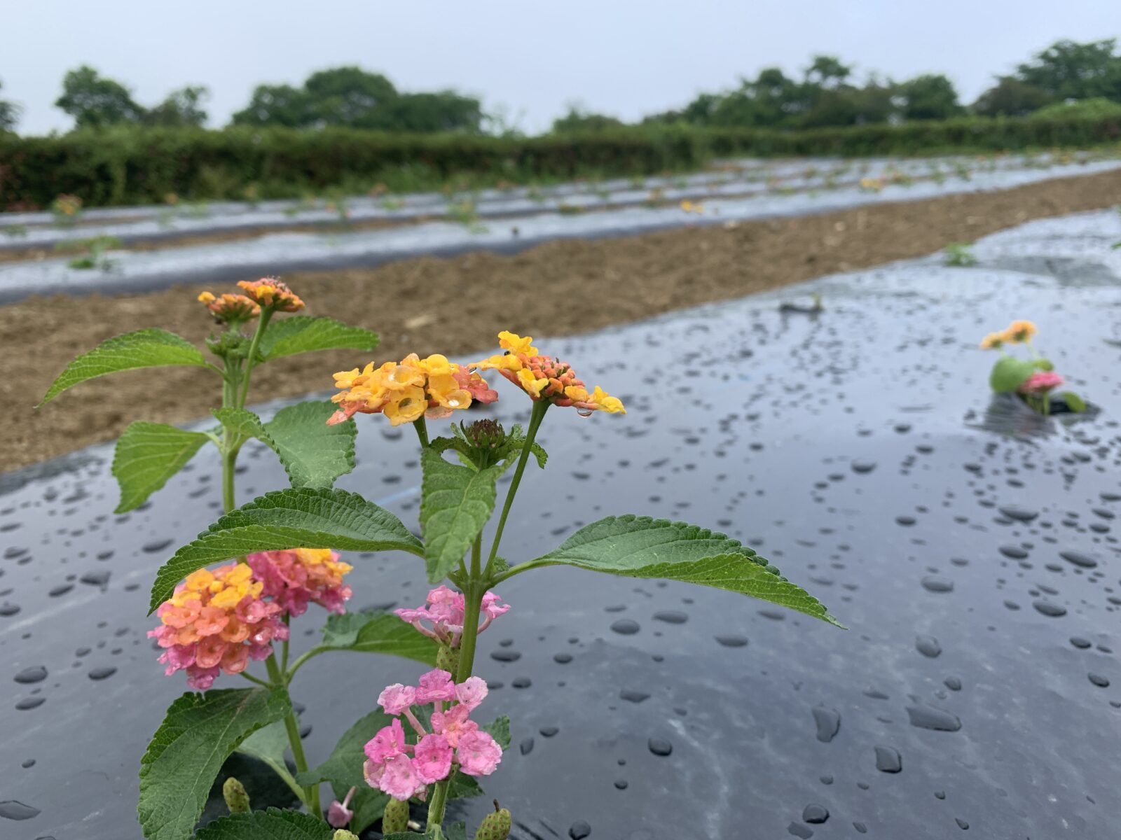 夏に向けてお花畑の準備をしています！