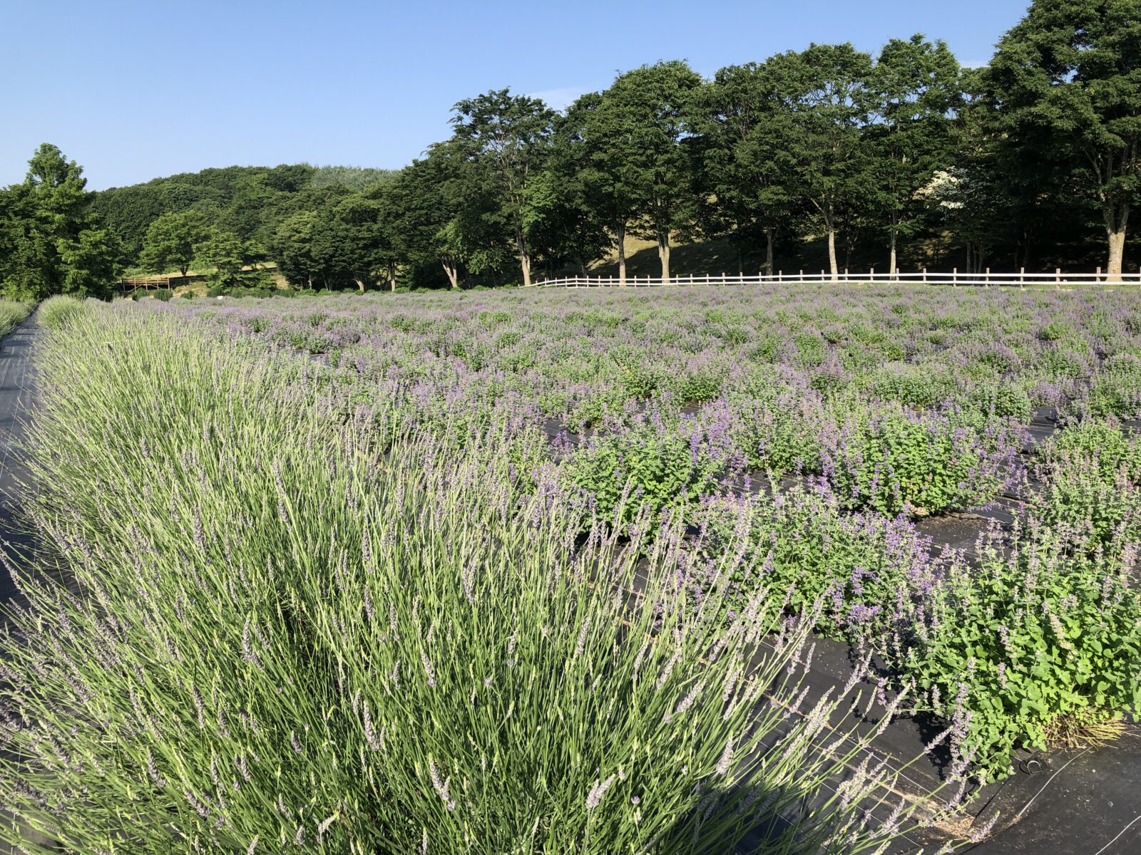 <ネットショップ限定>早期申込・早期発送 特典専用ギフトのご紹介