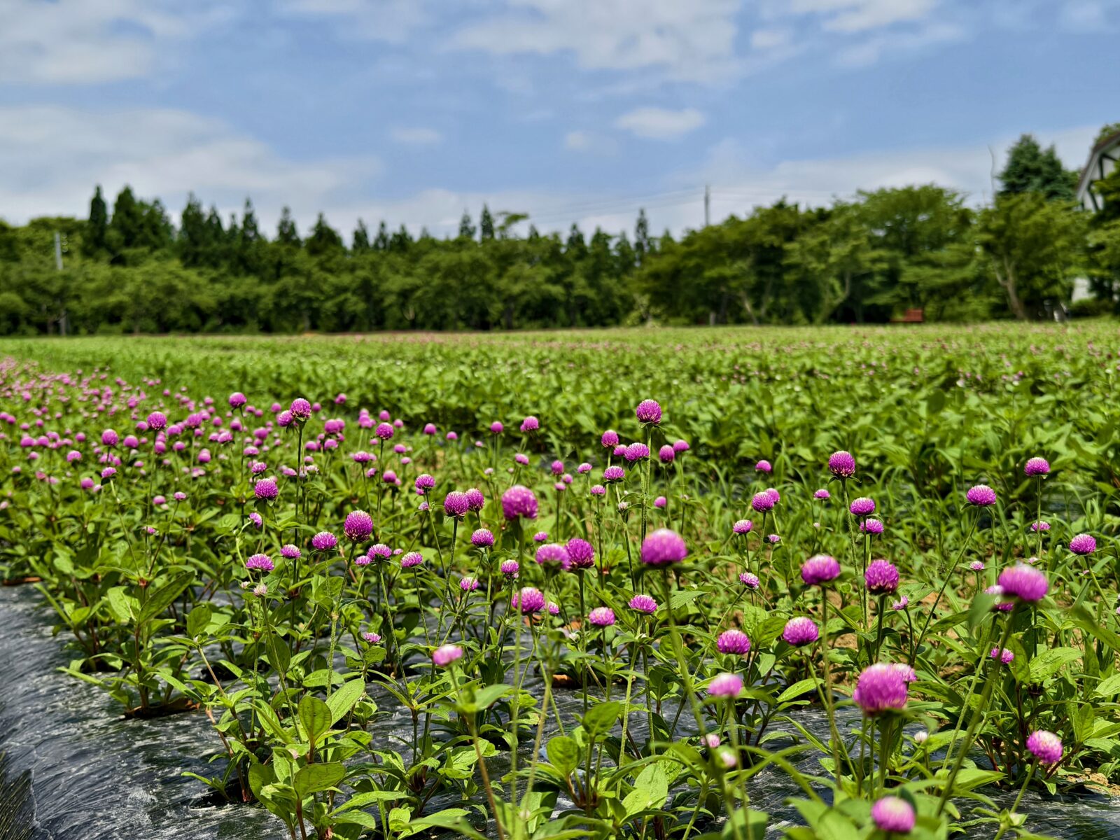 14,500株のセンニチコウのお花畑に行ってみよう~♪