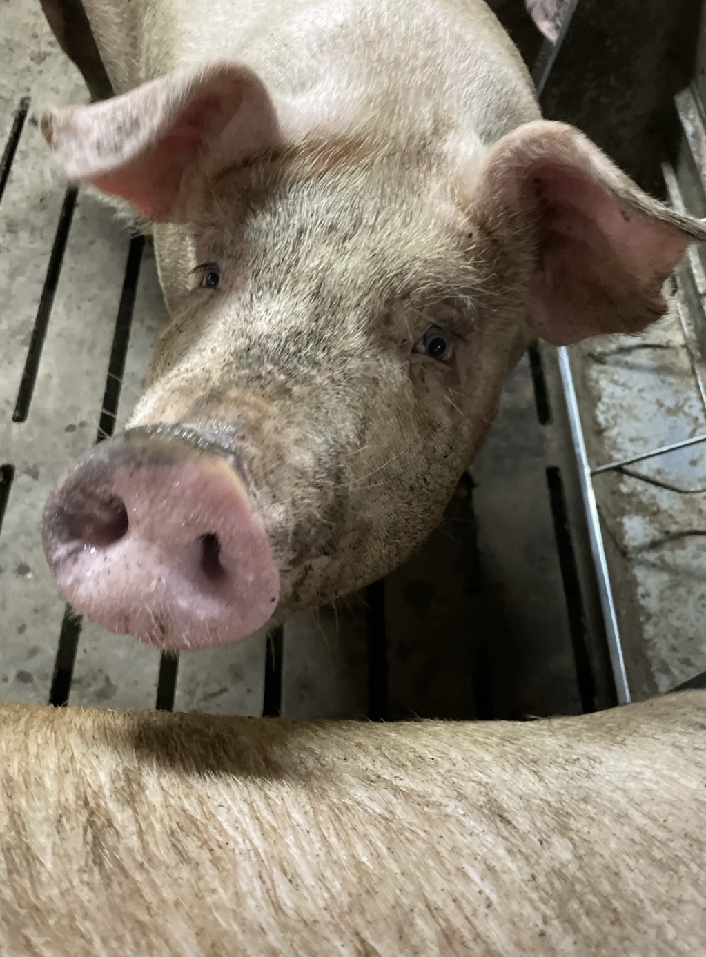 誰かの大切な人に胸を張っておすすめできる豚肉を
