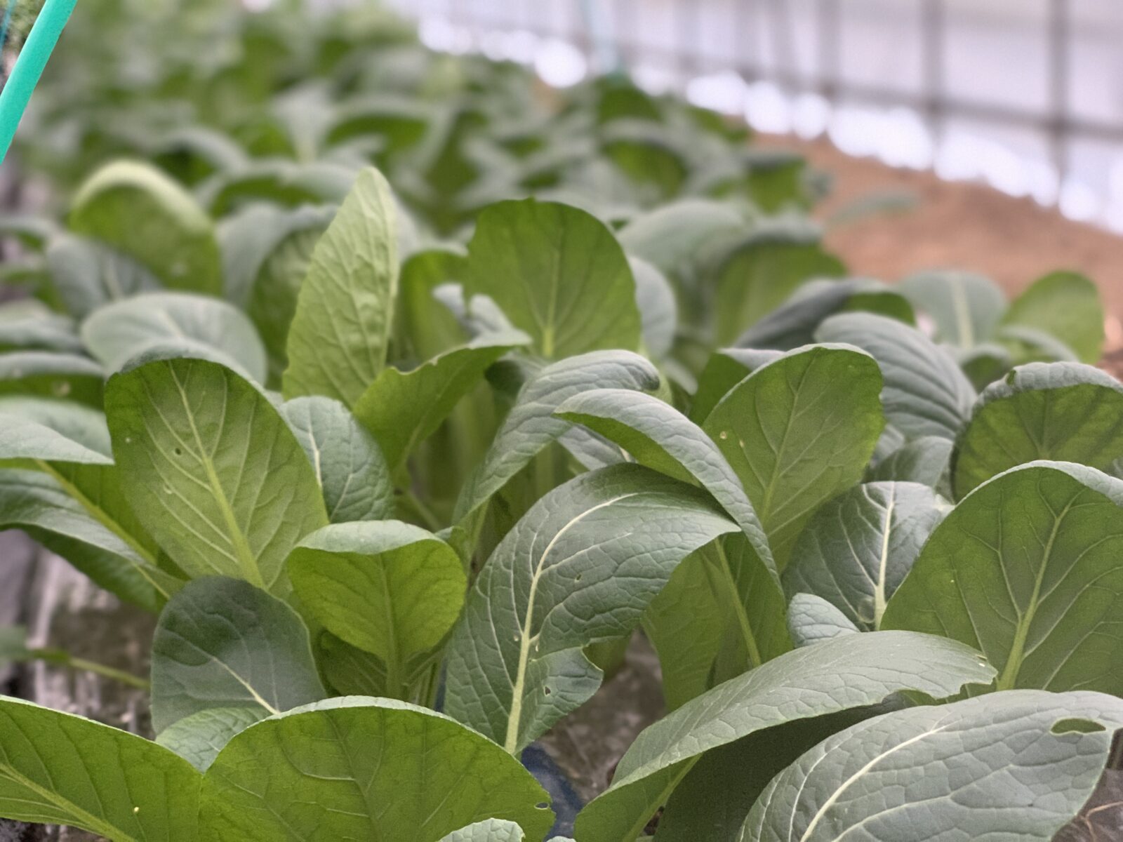 冬野菜が甘くなる！？