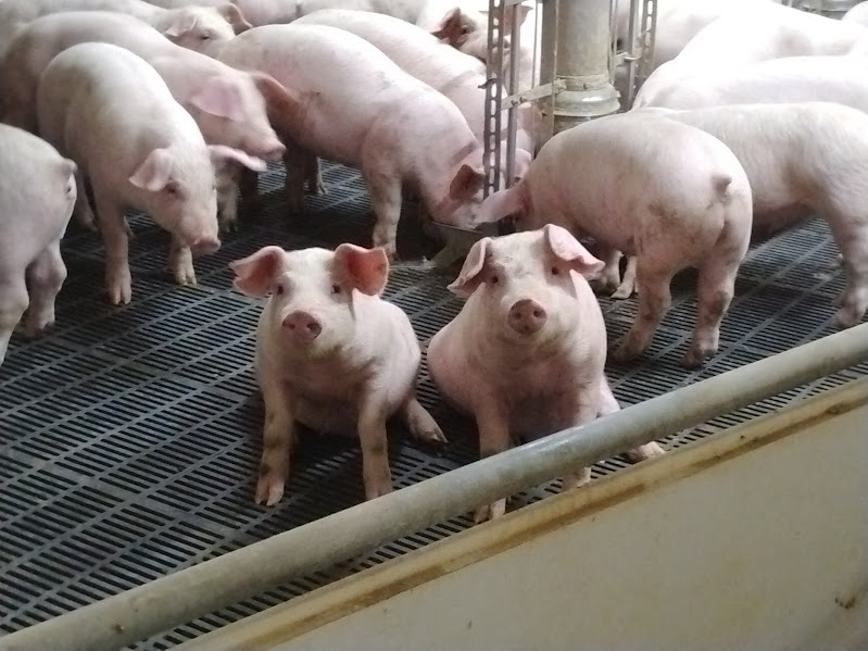 新たなステージ、繁殖部門への挑戦！